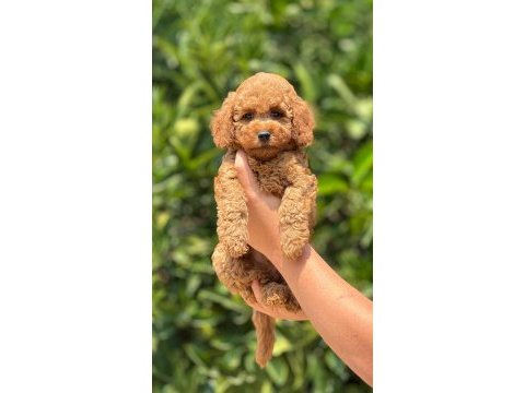 Tüy dökmeyen poodle yavruları