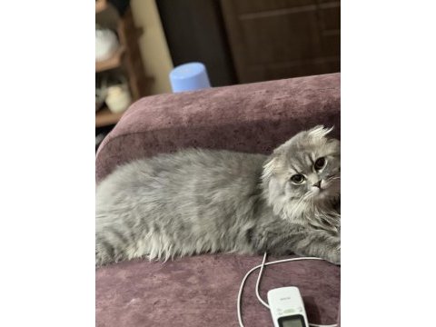 Oğluşumuza dişi kedi arıyoruz