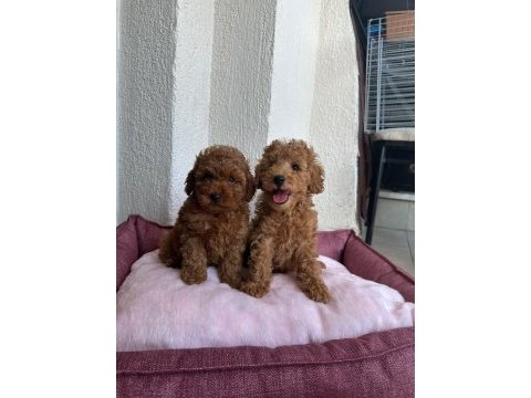 Sevimli toy poodle yavrular 