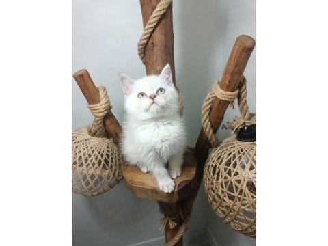 Üst kalite mavi gözlü british longhair