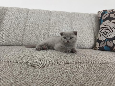 Erkek 50 günlük yavru scottish fold
