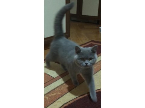 Dişi british shorthair