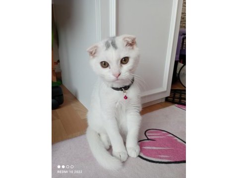 4 aylık scottish fold