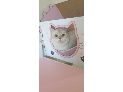 British shorthair by33 şecereli