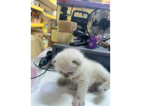 50 günlük bebek yavru scottish fold