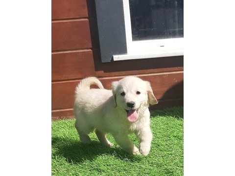 Golden bebeklerimiz aşıları tam