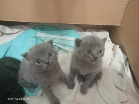 Yavru scottish fold