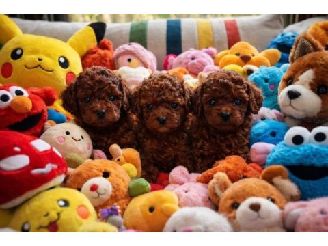 Kore kan hattına sahip nadir bulunan toy poodle yavrular