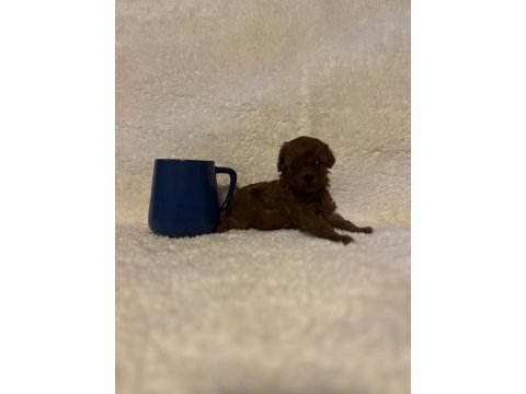 Teacup mikro poodle bebeklerimiz