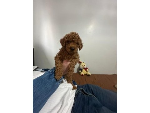2.5 aylık orijinal toy poodle