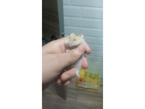 Avrupa safkan gonzales hamster yavrular
