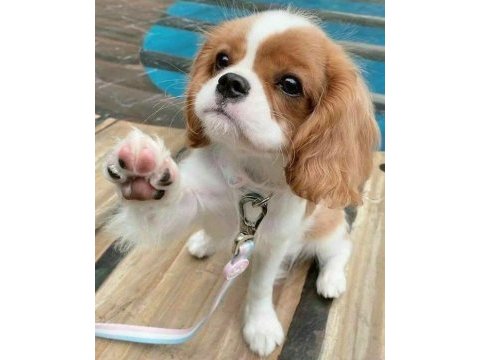 Safkan cavalier king charles spaniel yavruları