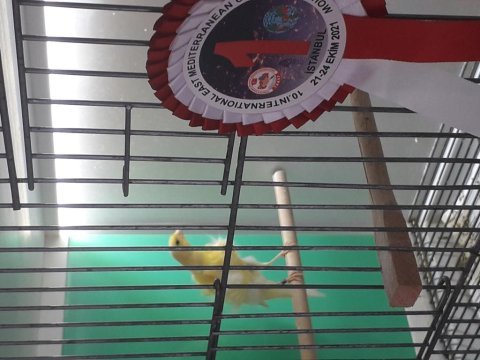 Orjinal renk ve ırk kanaryaları