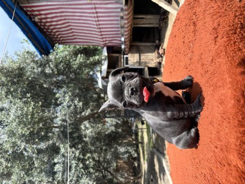 A kalite french bulldog bebekler