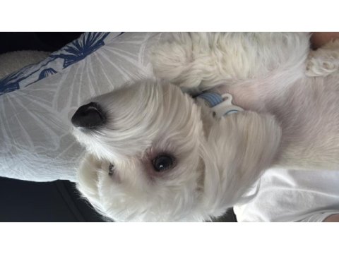 Maltese terrier 7 aylık