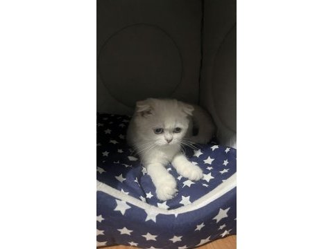 3 aylık scottish fold yavrumuza yuva arıyoruz