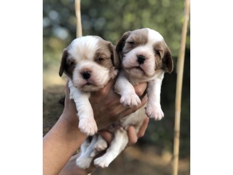 Vitrin bebekler cavalier king charles