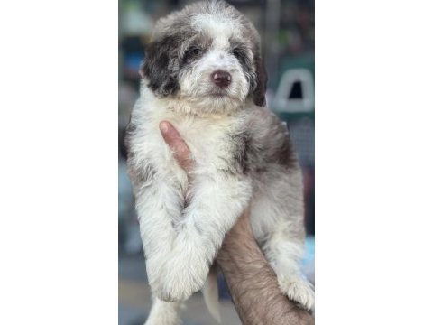 Trde nadir bulunan irklardan ausiee doodle yavrumuz