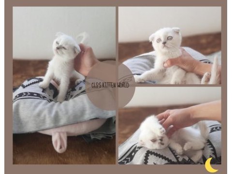 Blue poınt yavrularımız saglık ve ırk guvencesı ıle