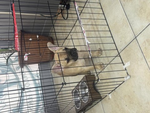 3-4 aylık dişi french bulldog