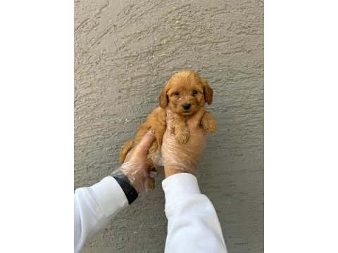 Irk ve sağlık garantili maltipoo bebekler