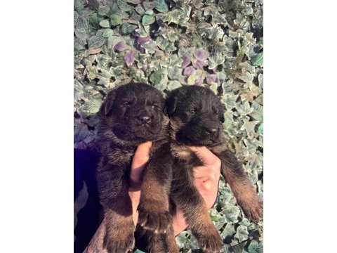 Burkemden a kan alman çoban köpeği yavruları