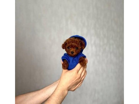 Toy poodle yavrularımız | ırk & sağlık garantili
