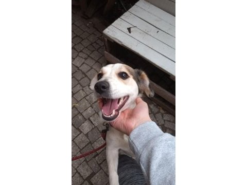 Jack russell köpeğimiz lindaa için yuva