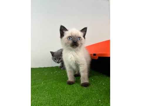 Irk ve sağlık garantili british shorthair kedisi