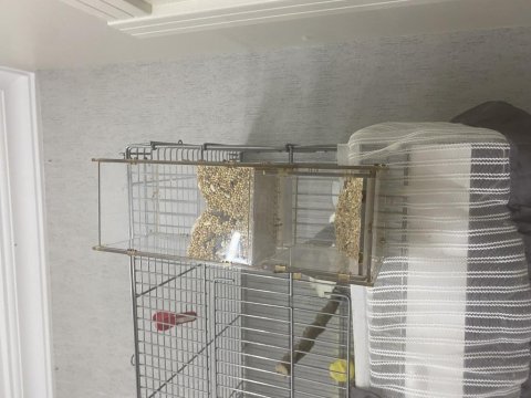 Heavy sultan papağanı evcil 55 cm üretim kafesi