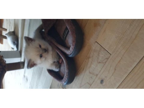 British shorthair ve scottish fold