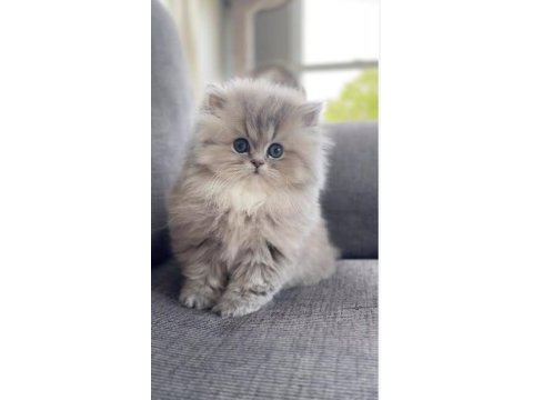 Top kafa safkan yavru kedimiz