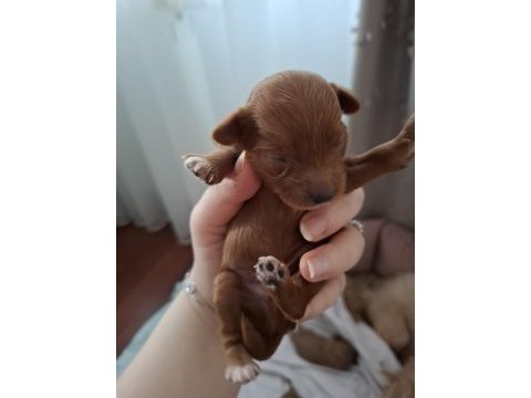 Fırsat yavruları bebek yüzlü maltipoo poodle ayarında