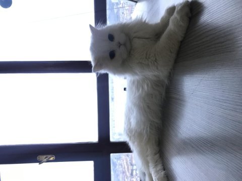 British longhair güzeller güzeli kızımız