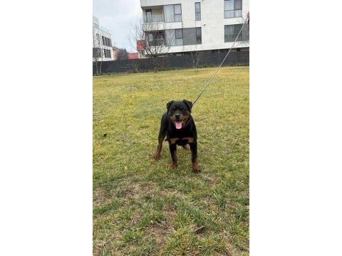 Harika rottweiler bebek köpekler