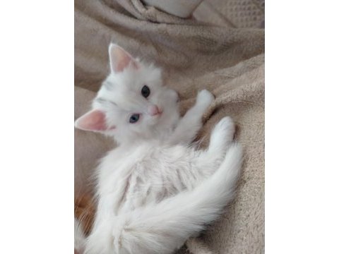 British longhair yavru 65 günlük