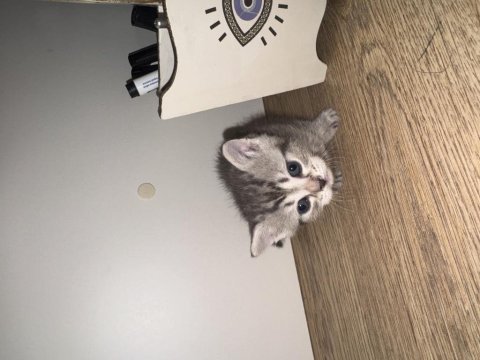 Minnoş bir dost kedi arıyorsan o burada