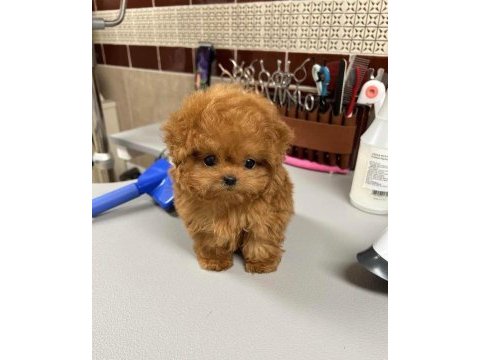 Gerçek toy poodle bebeklerim
