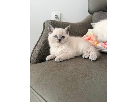 Mükemmel british shorthair bebekler