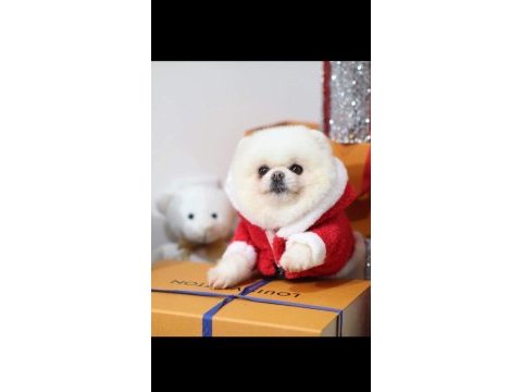 Güzeller güzeli pomeranian kızım yeni yuvasını arıyor