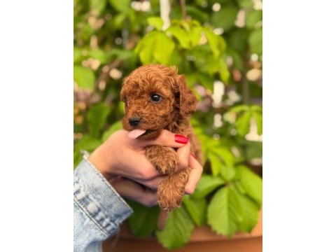 A kalite sağlık ırk garantili toy poodle yavrularım