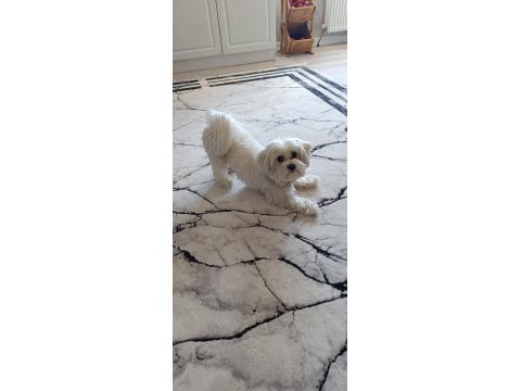 Maltese terrier 1,5 yaşında
