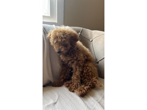Toy poodle 3 aylık dişi eğitimli