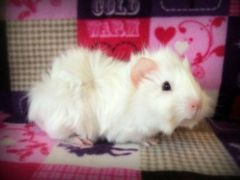 3 aylık guinea pig safkan özel tür