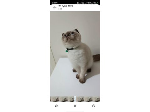 Top kafa mavi göz scottish fold erkek