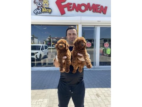 Show kalite toy poodle yavrular ankara mağazamızda