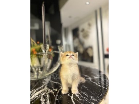 Brıtısh shorthair golden yavrularım 