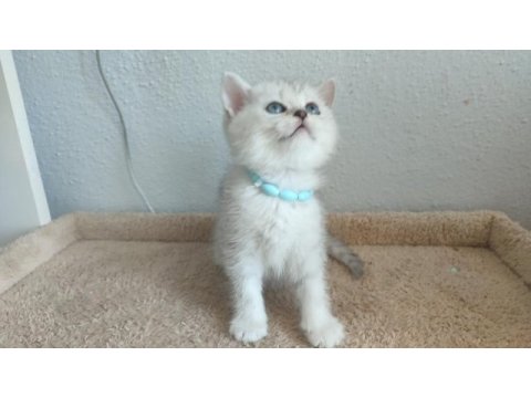 British shorthair yavru kediler