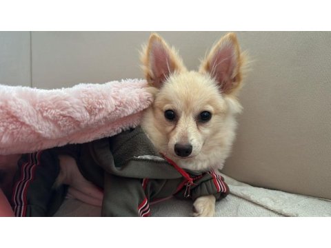 Pomeranian spitz