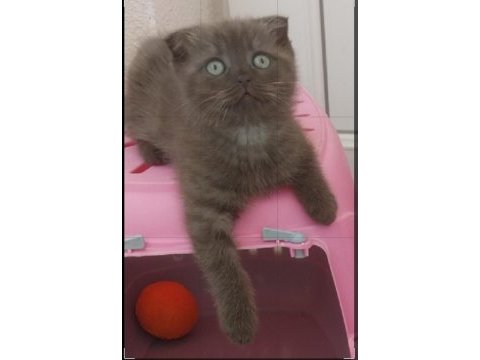 Güzel british shorthair yavrular